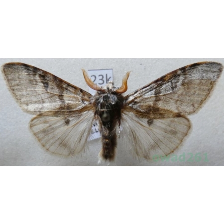 Calliteara pudibunda (Linnaeus, 1758) male Szczotecznica szarawka Czech23k